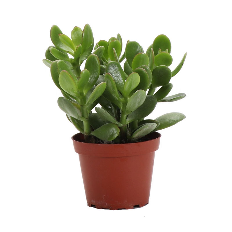 Thorsen's Greenhouse Live Jade Plant & Reviews | Wayfair